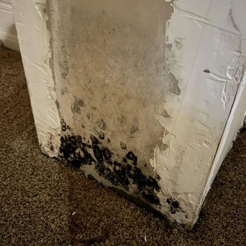 Professional Mold Removal in Augusta, KS